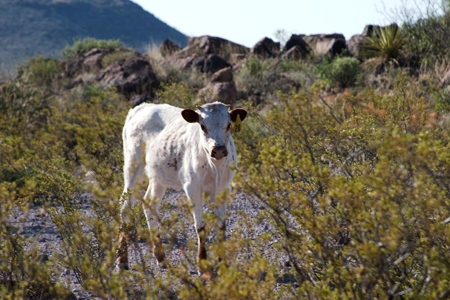 A longhorn calf in the Big Bend Ranch State Park herd. Photograph by Valerie Asensio.