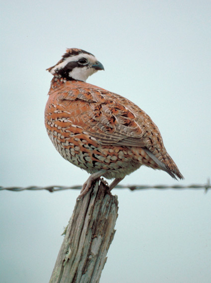 Bobwhite Quail © Texas Parks and Wildlife Department