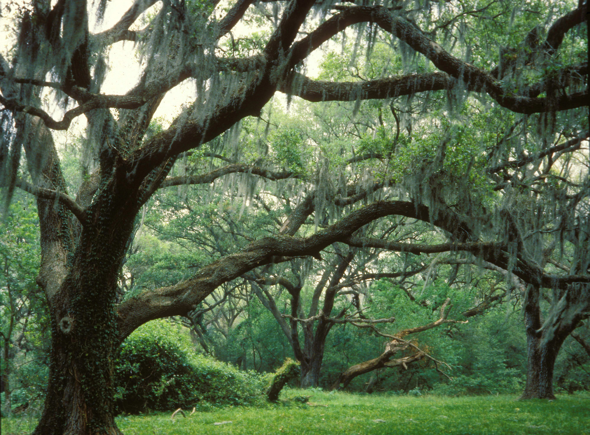 Brazos Bend State Park. Photograph © Texas Parks & Wildife Dept.